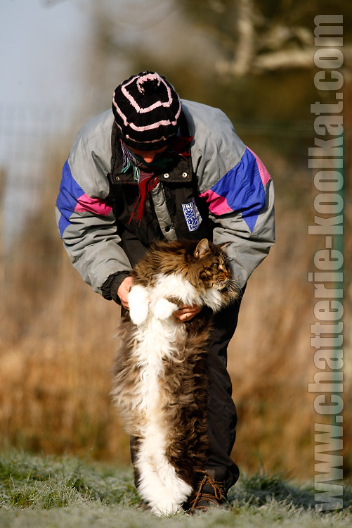 Gros Chat